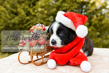funny welsh corgi pembroke puppy in santa hat and New Year sled with gifts