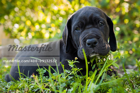 beautiful black Great Dane dog puppy portrait