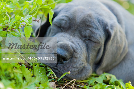 beautiful Gray Great Dane dog puppy is sleeping outside on grass