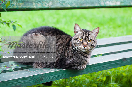 lonely tabby cat on the bench outside