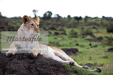 A lioness resting on a termite mound, Maasai Mara, Kenya