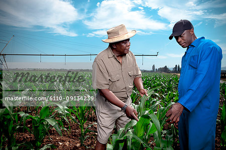 Black farmer stands in a crop field with his worker examining his crops