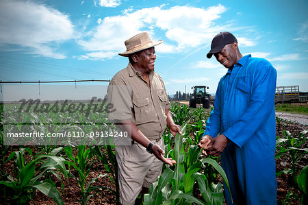 Black farmer stands in a crop field with his worker examining his crops