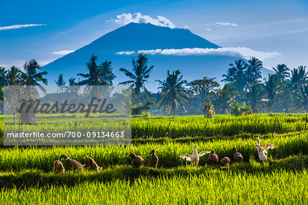 Ducks in rice field with Mount Agung in the background in Ubud District in Gianyar, Bali, Indonesia