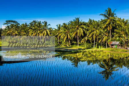 Sunlit palm trees reflected in the shaded water of a rice field in Ubud District in Gianyar, Bali, Indonesia Sunlit palm trees reflected in the shaded water of a rice field in Ubud District in Gianyar, Bali, Indonesia