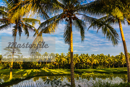 Looking through palm trees at rice field in Ubud District in Gianyar, Bali, Indonesia