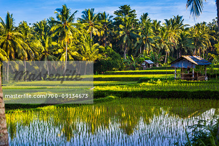 Sunlit rice fields with worker huts and palm trees in Ubud District in Gianyar, Bali, Indonesia Sunlit rice fields with worker huts and palm trees in Ubud District in Gianyar, Bali, Indonesia