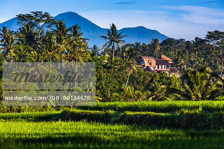 Scenic view of shaded rice field with sunlit palm trees and hotel rooftop with mountains in the background in Ubud District in Gianyar, Bali, Indonesia