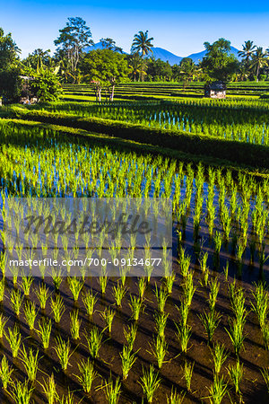 Scenic overview of sunlit rice field with young sprouts in Ubud District in Gianyar, Bali, Indonesia Scenic overview of sunlit rice field with young sprouts in Ubud District in Gianyar, Bali, Indonesia