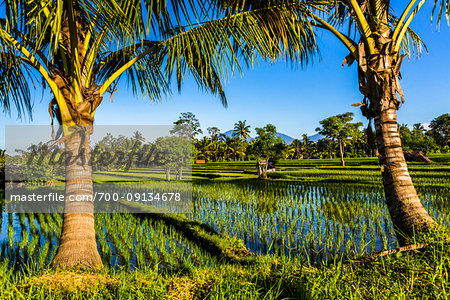 Scenic view of rice field through palm trees in Ubud District in Gianyar, Bali, Indonesia Scenic view of rice field through palm trees in Ubud District in Gianyar, Bali, Indonesia