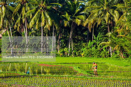 Balinese farmer working in a sunny rice field in Ubud District in Gianyar, Bali, Indonesia