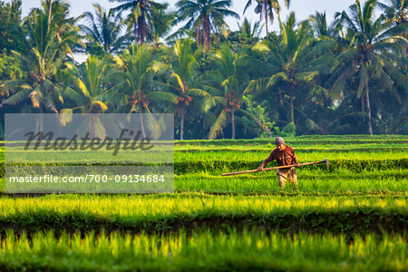 Balinese farmer holding hoe and working in rice field in Ubud District in Gianyar, Bali, Indonesia