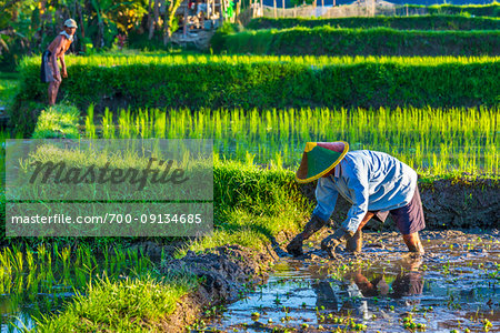 Balinese farmers working in a rice field in Ubud District in Gianyar, Bali, Indonesia