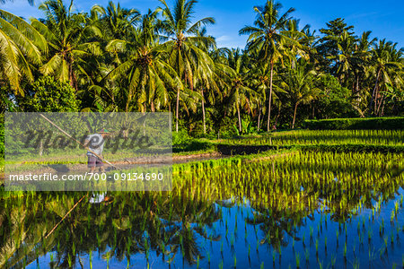 Balinese farmer with wooden tool tending to rice field in Ubud District in Gianyar, Bali, Indonesia