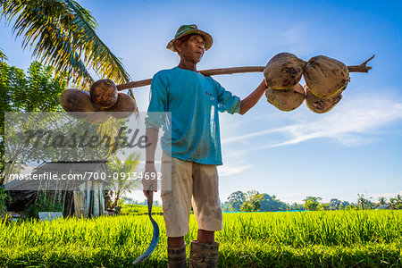 Balinese farmer carrying coconuts in a rice field in Ubud District in Gianyar, Bali, Indonesia Balinese farmer carrying coconuts in a rice field in Ubud District in Gianyar, Bali, Indonesia