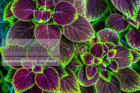 Close-up of bright purple and green coleus plant leaves in Ubud District in Gianyar, Bali, Indonesia