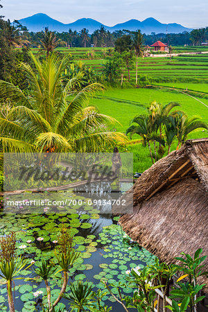 Thatched rooftop of hotel with lily pond and satue next to a rice field in Ubud District in Gianyar, Bali, Indonesia