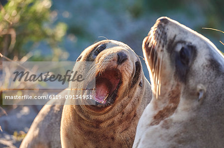 Juvenile New Zealand sea lions (Hooker's sea lions) play in dunes at Allans Beach, Otago Peninsula, Otago, South Island, New Zealand, Pacific