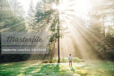 Rear view of man looking at sunlight through trees in forest, Bainbridge, Washington, United States