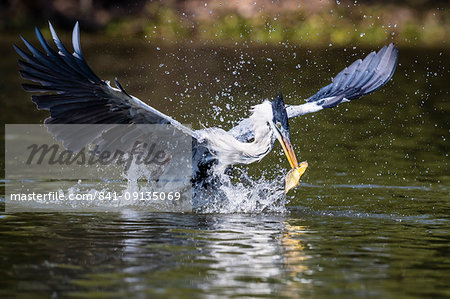 An adult cocoi heron (Ardea cocoi), fishing. Pousado Rio Claro, Mato Grosso, Brazil, South America