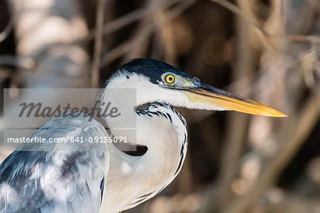 An adult cocoi heron (Ardea cocoi), Porto Jofre, Mato Grosso, Pantanal, Brazil, South America