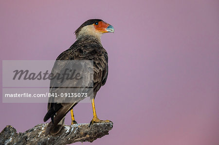 An adult southern crested caracara (Caracara plancus) at sunset, Mato Grosso, Brazil, South America An adult southern crested caracara (Caracara plancus) at sunset, Mato Grosso, Brazil, South America