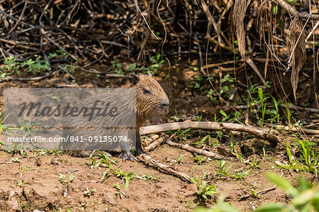 A bay capybara (Hydrochoerus hydrochaeris), Porto Jofre, Mato Grosso, Pantanal, Brazil, South America