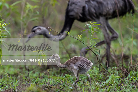 An greater rhea chick (Rhea americana), Pousado Rio Claro, Mato Grosso, Brazil, South America