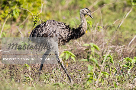 An adult greater rhea (Rhea americana), Pousado Rio Claro, Mato Grosso, Brazil, South America