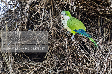 An adult monk parakeet (Myiopsitta monachus), building a communal nest, Pousado Alegre, Brazil, South America