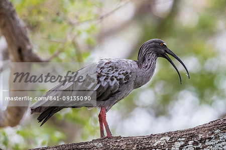 An adult plumbeous ibis (Theristicus caerulescens), Pousado Alegre, Mato Grosso, Brazil, South America