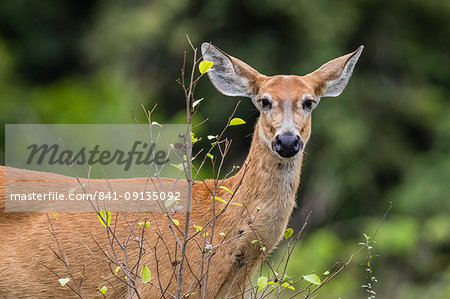 Adult female marsh deer (Blastocerus dichotomus), Pousado Alegre, Mato Grosso, Brazil, South America