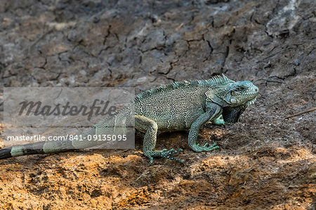 An adult green iguana (Iguana iguana), Pousado Rio Claro, Mato Grosso, Pantanal, Brazil, South America