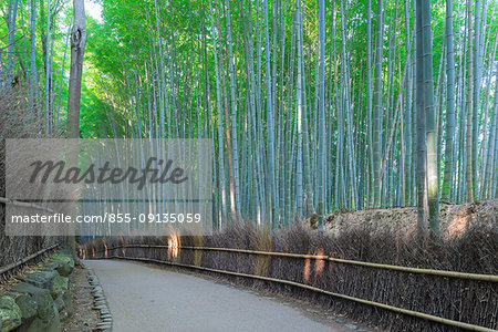 Bamboo groove, Sagano, Arashiyama, Kyoto, Japan