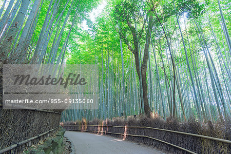Bamboo groove, Sagano, Arashiyama, Kyoto, Japan