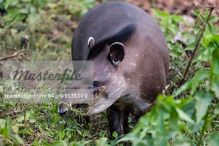 An adult South American tapir (Tapirus terrestris), Pousado Rio Claro, Mato Grosso, Brazil, South America An adult South American tapir (Tapirus terrestris), Pousado Rio Claro, Mato Grosso, Brazil, South America