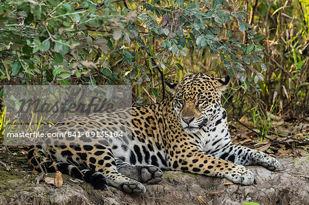 An adult female jaguar (Panthera onca), resting on the riverbank, Rio Negro, Mato Grosso, Brazil, South America