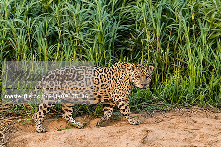 An adult male jaguar (Panthera onca), on the riverbank of the Rio Cuiaba, Mato Grosso, Brazil, South America An adult male jaguar (Panthera onca), on the riverbank of the Rio Cuiaba, Mato Grosso, Brazil, South America