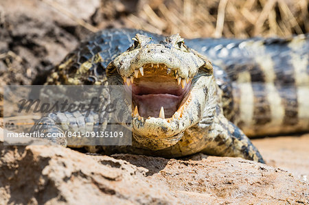 An adult yacare caiman (Caiman yacare) on the riverbank near Porto Jofre, Mato Grosso, Brazil, South America