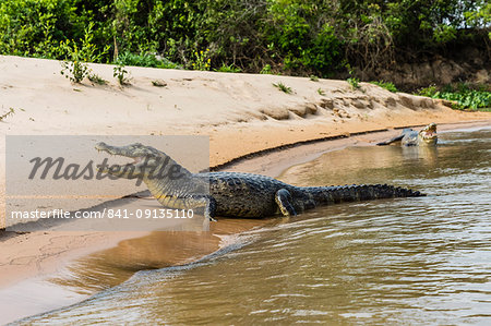 Two adult yacare caimans (Caiman yacare), on the riverbank near Porto Jofre, Brazil, South America