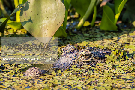 An adult yacare caiman (Caiman yacare), in the water at Pousado Alegre, Mato Grosso, Brazil, South America