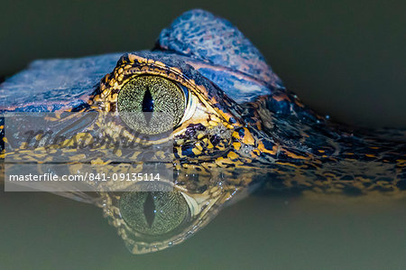 A juvenile yacare caiman (Caiman yacare) at night, Pousado Alegre, Mato Grosso, Brazil, South America A juvenile yacare caiman (Caiman yacare) at night, Pousado Alegre, Mato Grosso, Brazil, South America