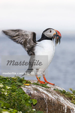 Adult Atlantic puffin (Fratercula arctica), with small fish caught in its bill, Grimsey Island, Iceland, Polar Regions