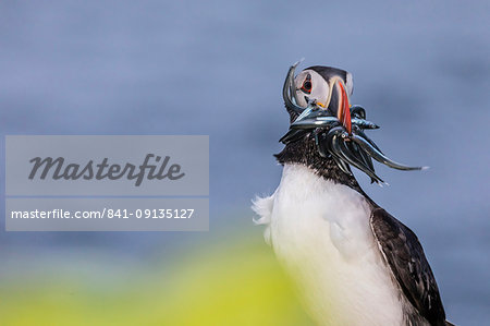 Adult Atlantic puffin (Fratercula arctica), with small fish caught in its bill, Grimsey Island, Iceland, Polar Regions