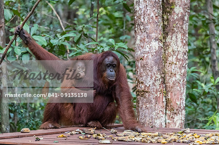 Mother and baby Bornean orangutans (Pongo pygmaeus), Camp Leakey feeding platform, Borneo, Indonesia, Southeast Asia, Asia
