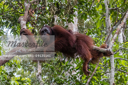 Male Bornean orangutan (Pongo pygmaeus) at Camp Leakey dock, Borneo, Indonesia, Southeast Asia, Asia