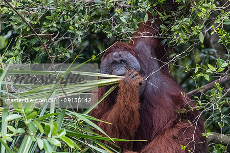 Wild male Bornean orangutan (Pongo pygmaeus), on the Sekonyer River, Borneo, Indonesia, Southeast Asia, Asia