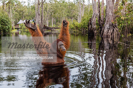 Wild male Bornean orangutan (Pongo pygmaeus), on the Buluh Kecil River, Borneo, Indonesia, Southeast Asia, Asia