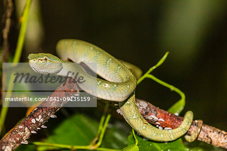 Bornean keeled green pit viper (Tropidolaemus subannulatus), Tanjung Puting National Park, Kalimantan, Borneo, Indonesia, Southeast Asia, Asia