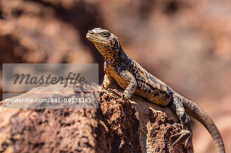 The endemic San Esteban chuckwalla (Sauromalus varius), Isla San Esteban, Baja California, Mexico, North America